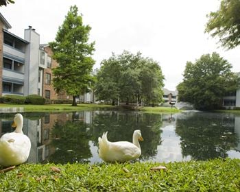 Pond